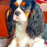Shippie participe au concours pour gagner de l'argent avec cette photo : dog, cavalier_king_charles_spaniel, pet, indoor, table, tablecloth, fur, long_ears, black_white_tan, close_up, animal, cute, companion, resting, portrait, domestic, canine, mammal, curly_fur, looking_away
