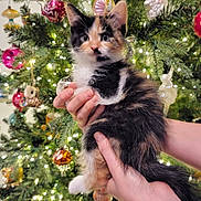 Juniper is registered to the contest to win money with this photo: animal, background, calico, cat, celebration, christmas_tree, curious, cute, decorations, festive, furry, hands, holiday, indoor, kitten, lights, ornaments, pet, seasonal, tree