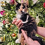 animal, background, calico, cat, celebration, christmas_tree, curious, cute, decorations, festive, furry, hands, holiday, indoor, kitten, lights, ornaments, pet, seasonal, tree
