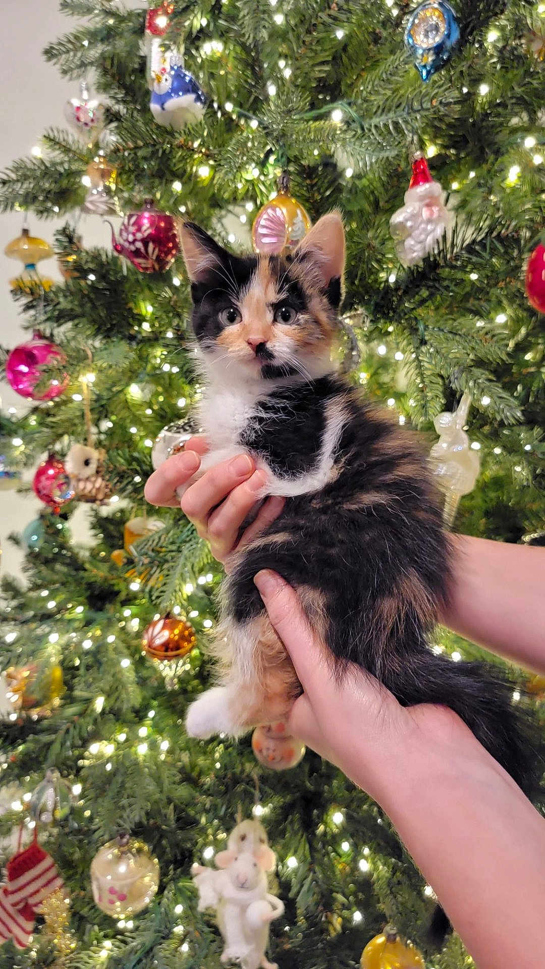 Juniper is registered to the contest to win money with this photo: animal, background, calico, cat, celebration, christmas_tree, curious, cute, decorations, festive, furry, hands, holiday, indoor, kitten, lights, ornaments, pet, seasonal, tree