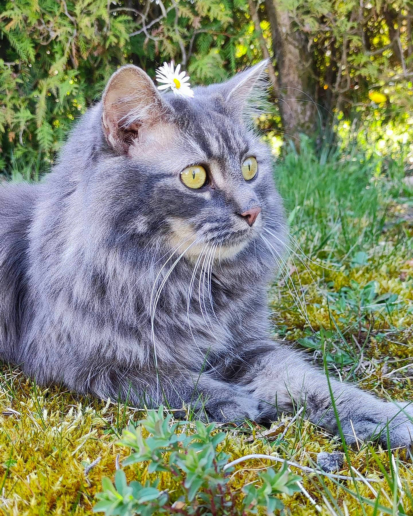 Pouik a rejoint le concours — aidez-le/la à gagner de superbes lots ! british_longhair, carnivore, cat, domestic_short_haired_cat, felidae, fur, grass, groundcover, lynx, plant, small_to_medium_sized_cats, snout, tail, terrestrial_animal, tree, whiskers, wildlife, window