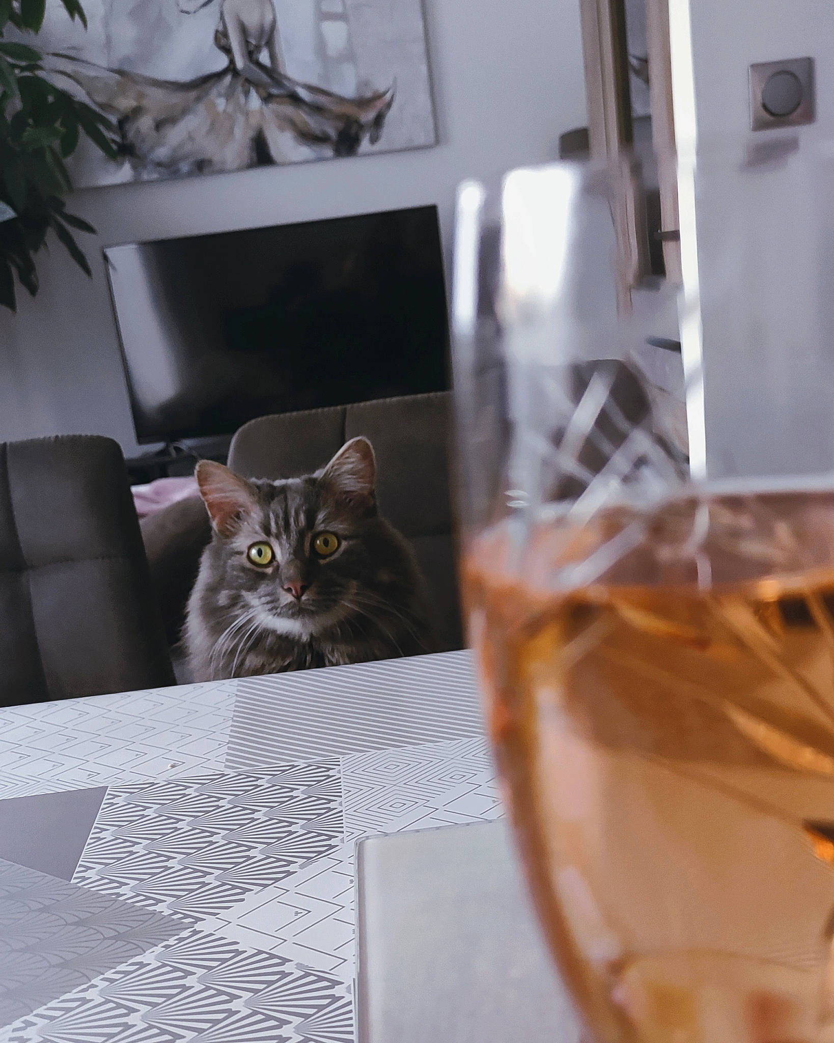 Pouik participe au concours pour gagner de l'argent avec cette photo : barware, carnivore, cat, comfort, curtain, domestic_short_haired_cat, drink, drinkware, felidae, fur, glass, liquid, plant, serveware, small_to_medium_sized_cats, tableware, tail, whiskers, window, wood
