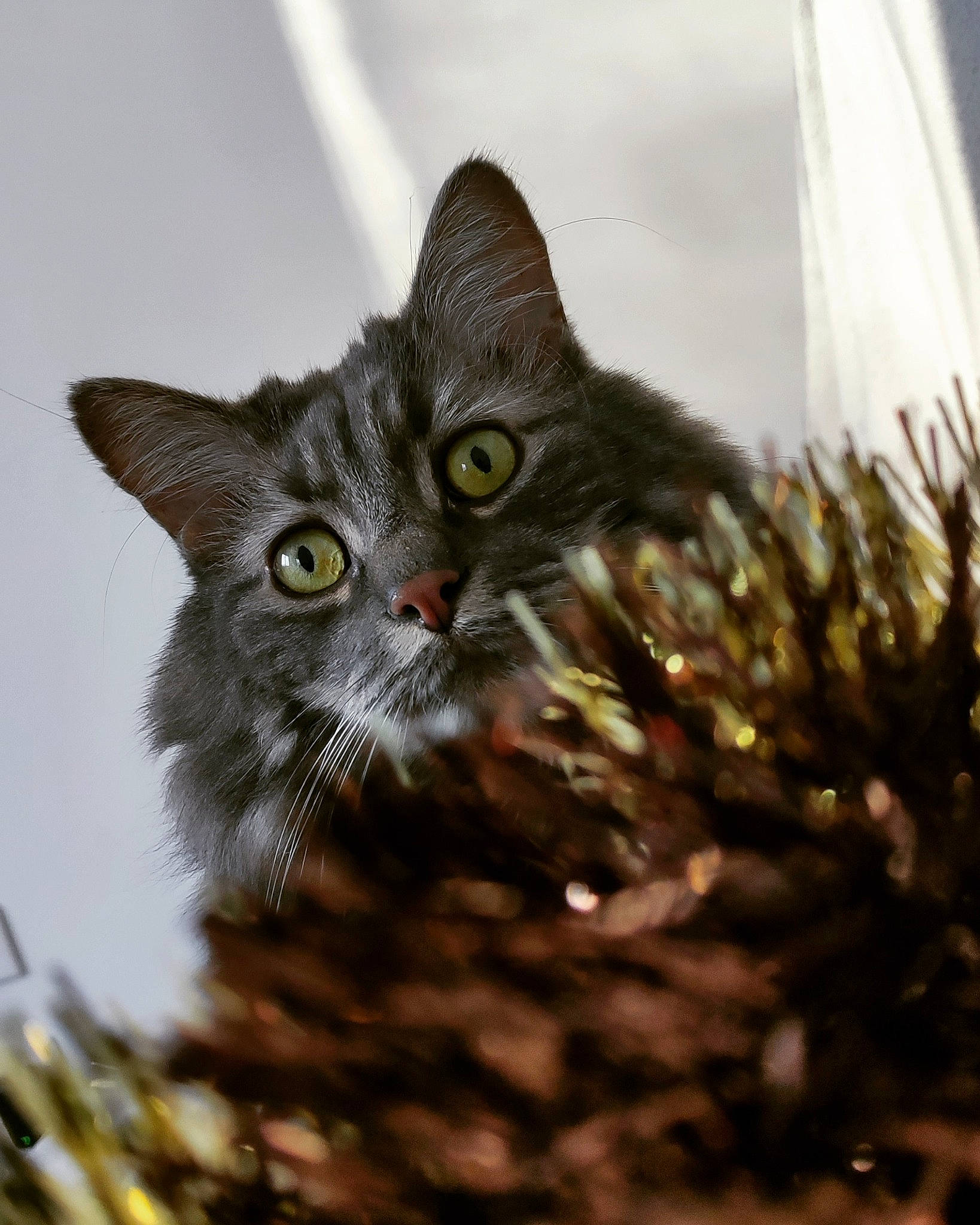 Pouik participe au concours pour gagner de l'argent avec cette photo : carnivore, cat, christmas_ornament, christmas_tree, conifer, domestic_short_haired_cat, event, felidae, fir, fur, grass, pine, pine_family, small_to_medium_sized_cats, snout, tail, twig, whiskers, wildlife, winter
