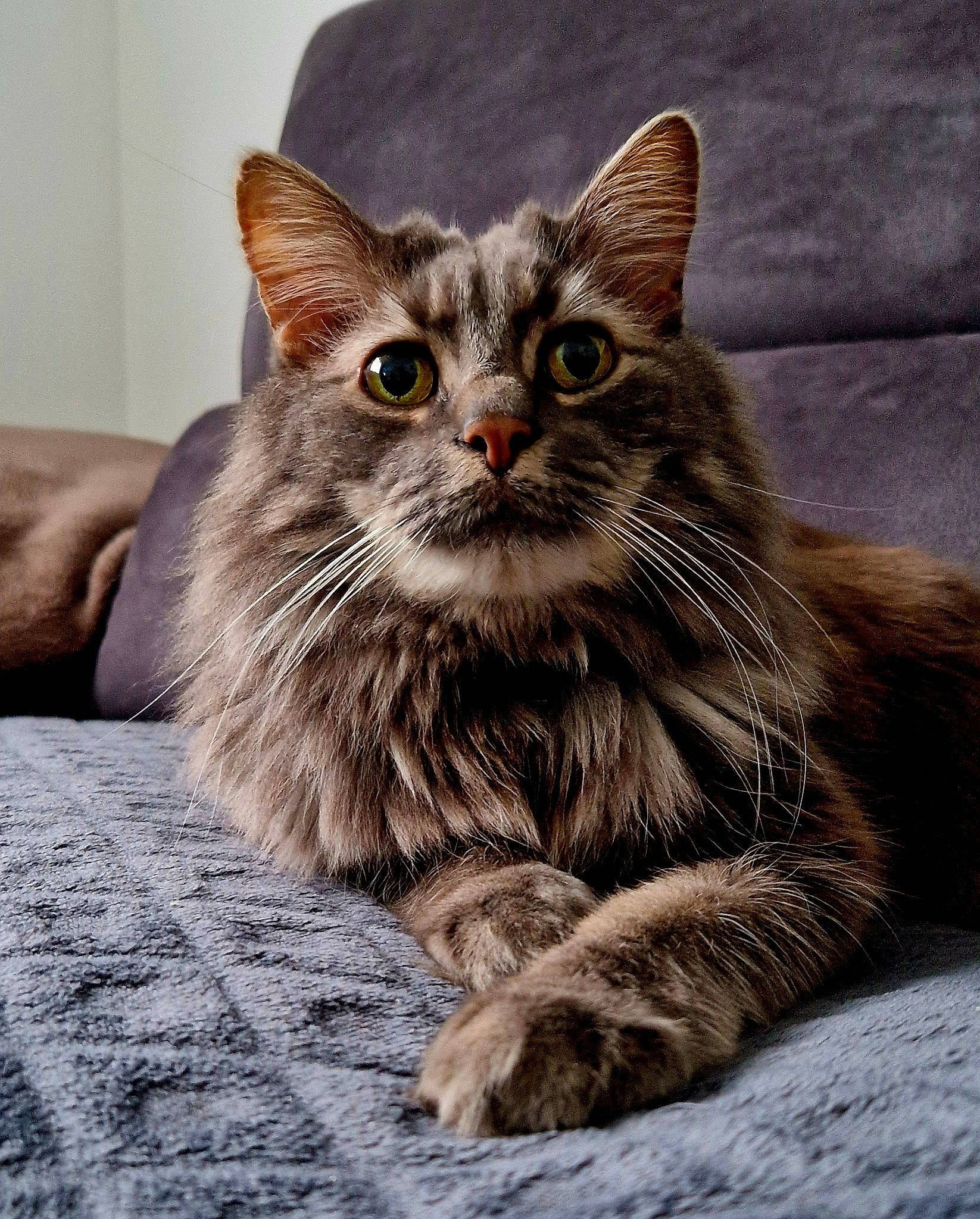 Pouik participe au concours pour gagner de l'argent avec cette photo : carnivore, cat, claw, comfort, domestic_short_haired_cat, felidae, fur, grey, paw, sitting, small_to_medium_sized_cats, snout, tail, terrestrial_animal, whiskers