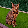alert, animal, artificial_grass, black_stripes, brown, cat, closeup, daylight, feline, fur, green_eyes, hedge, nature, outdoor, pet, portrait, sitting, striped, tabby_cat, wooden_border