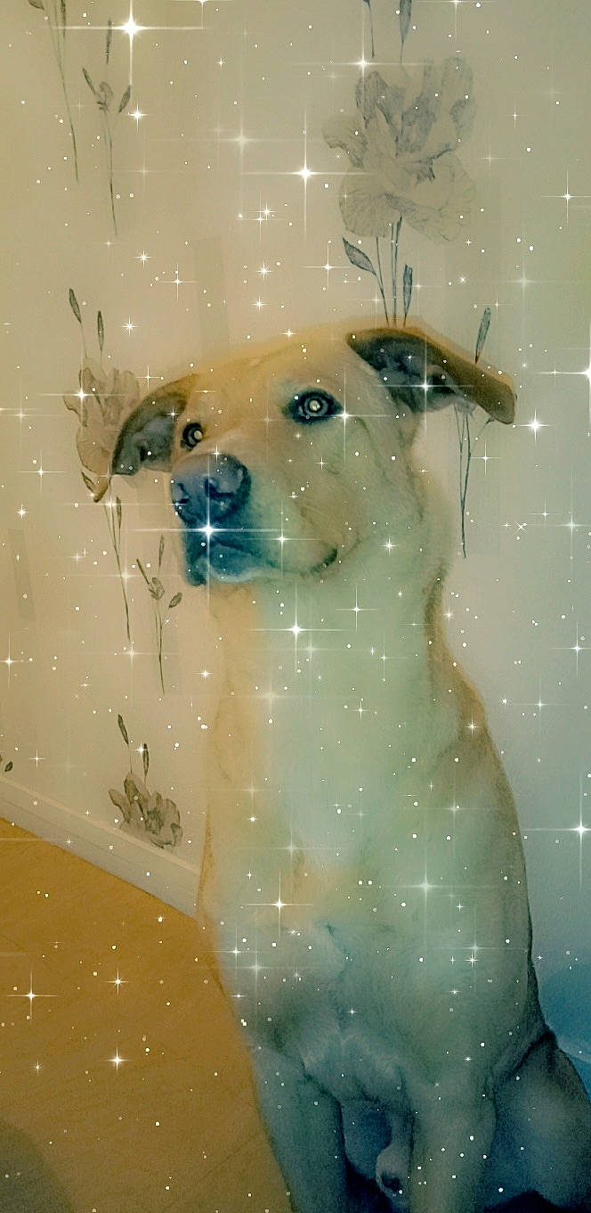 Bybou participe au concours pour gagner de l'argent avec cette photo : canidae, carnivore, dog, dog_breed, fawn, illustration, snout, sporting_group, whiskers