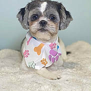 Rosie Lynn is registered to the contest to win money with this photo: adorable, animal, bandana, blanket, brown, cozy, cute, dog, fur, gray, indoors, looking_at_camera, paw_prints, pet, portrait, puppy, sitting, small_dog, soft_texture, white