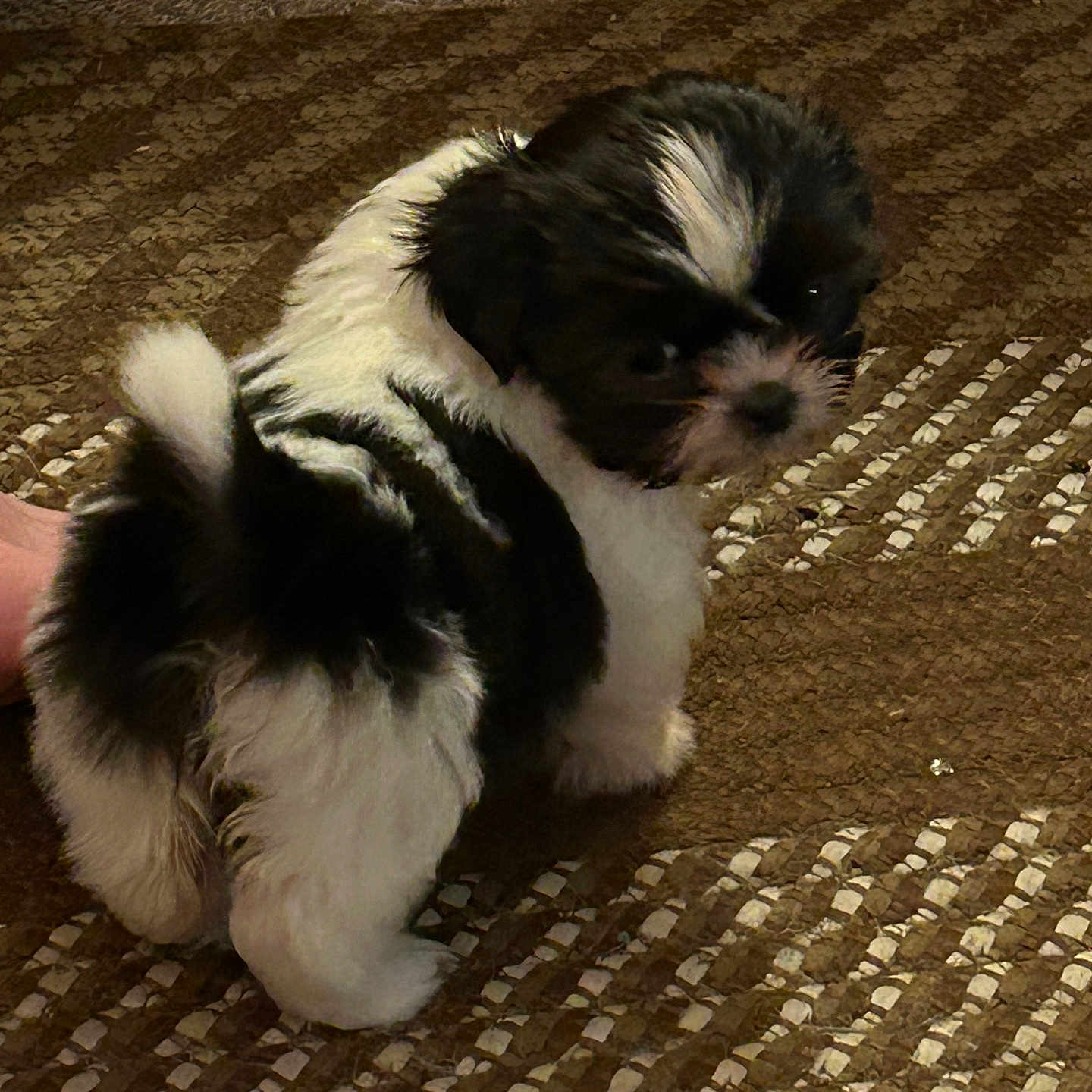 Rosie
