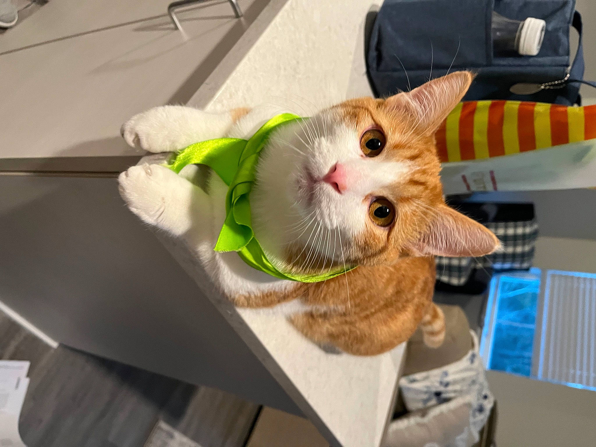 Milty joined the competition — help win amazing prizes! carnivore, cat, claw, collar, domestic_short_haired_cat, fawn, felidae, fur, paw, small_to_medium_sized_cats, snout, tail, whiskers