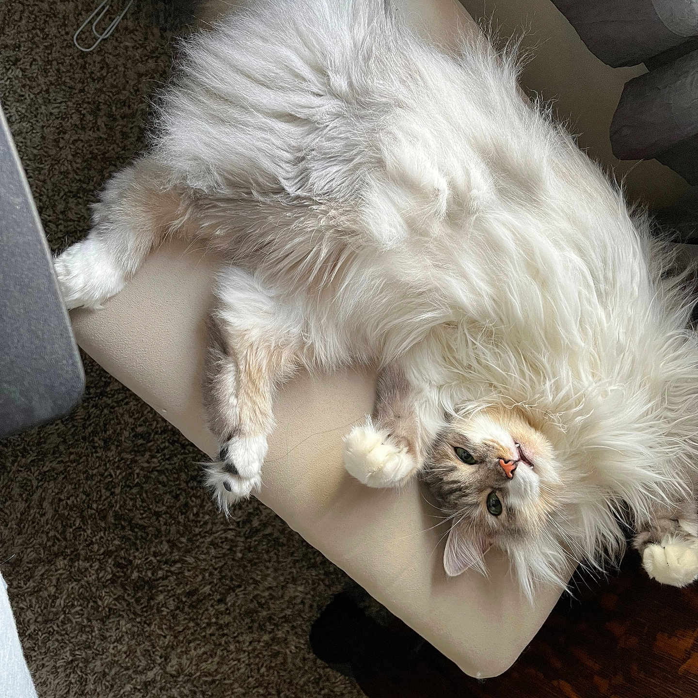 Ollie