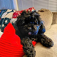 Holly joined the competition — help win amazing prizes! dog, black_dog, couch, pillow, red_pillow, blanket, window, blinds, indoor, pet, fur, resting, cozy, living_room, animal, cute, furniture, relaxing, home, companion