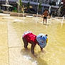 child, water, fountain, playing, outdoor, sunlight, splash, water_jet, urban, building, cap, red_shirt, shorts, summer, fun, happy, boy, reflection, pavement, daylight