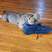 Lil Mama is registered to the contest to win money with this photo: blue_shoe, canine, chewing, cute, dog, domestic_animal, ears, flooring, fur, house, indoor, lying_down, pet, playful, puppy, shoe, small_dog, toy, wooden_floor, young_dog