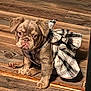 Lil Mama is registered to the contest to win money with this photo: adorable, animal, brown_dog, clothing, cute, dog, domestic_animal, ears, eyes, flooring, fur, indoor, looking_up, pet, plaid_skirt, puppy, sitting, small_dog, wooden_floor, young_dog