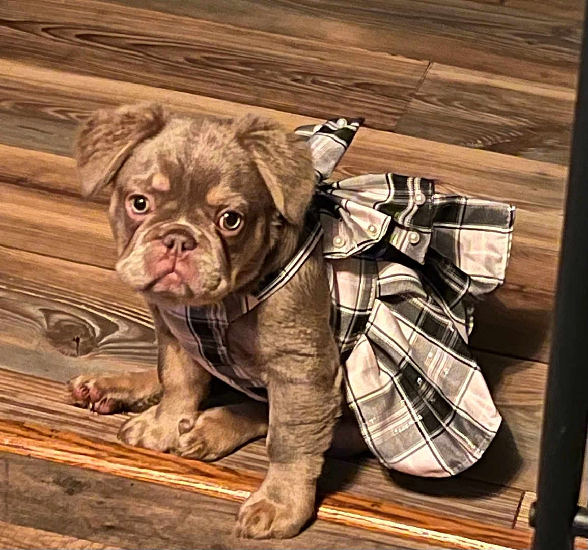 Lil Mama