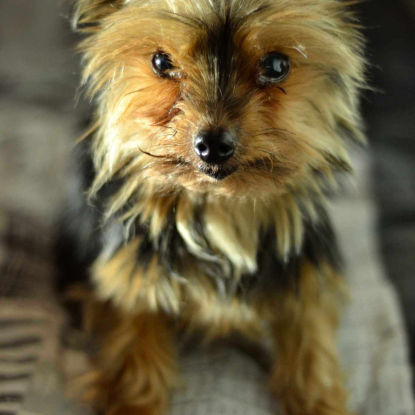 Vicky