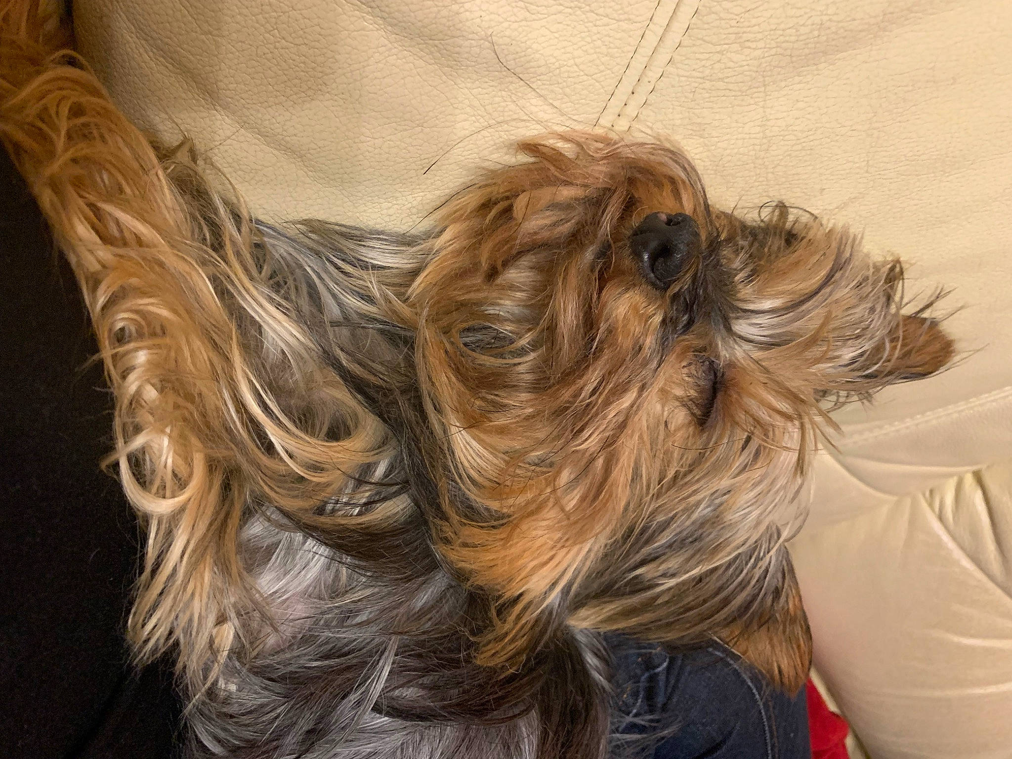 Laly a rejoint le concours — aidez-le/la à gagner de superbes lots ! blond, brown_hair, canidae, carnivore, companion_dog, dog, dog_breed, dog_supply, ear, fawn, fur, head, liver, pet_supply, small_terrier, snout, sporting_group, terrier, toy_dog, working_animal