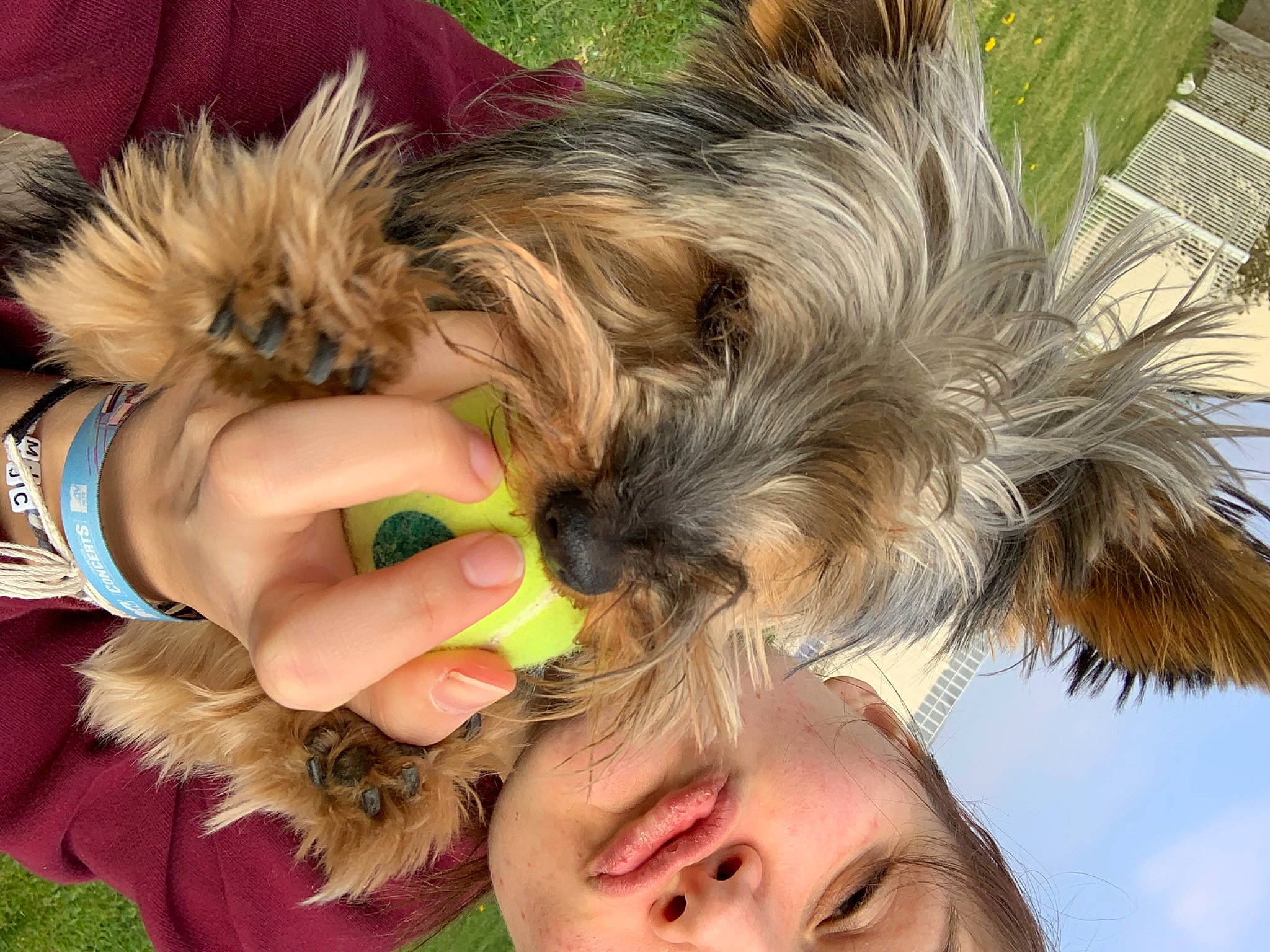 Laly participe au concours pour gagner de l'argent avec cette photo : blond, canidae, carnivore, companion_dog, dog, dog_breed, dog_supply, ear, fur, gesture, grass, happy, liver, puppy_love, small_terrier, sporting_group, surfer_hair, terrier, toy_dog