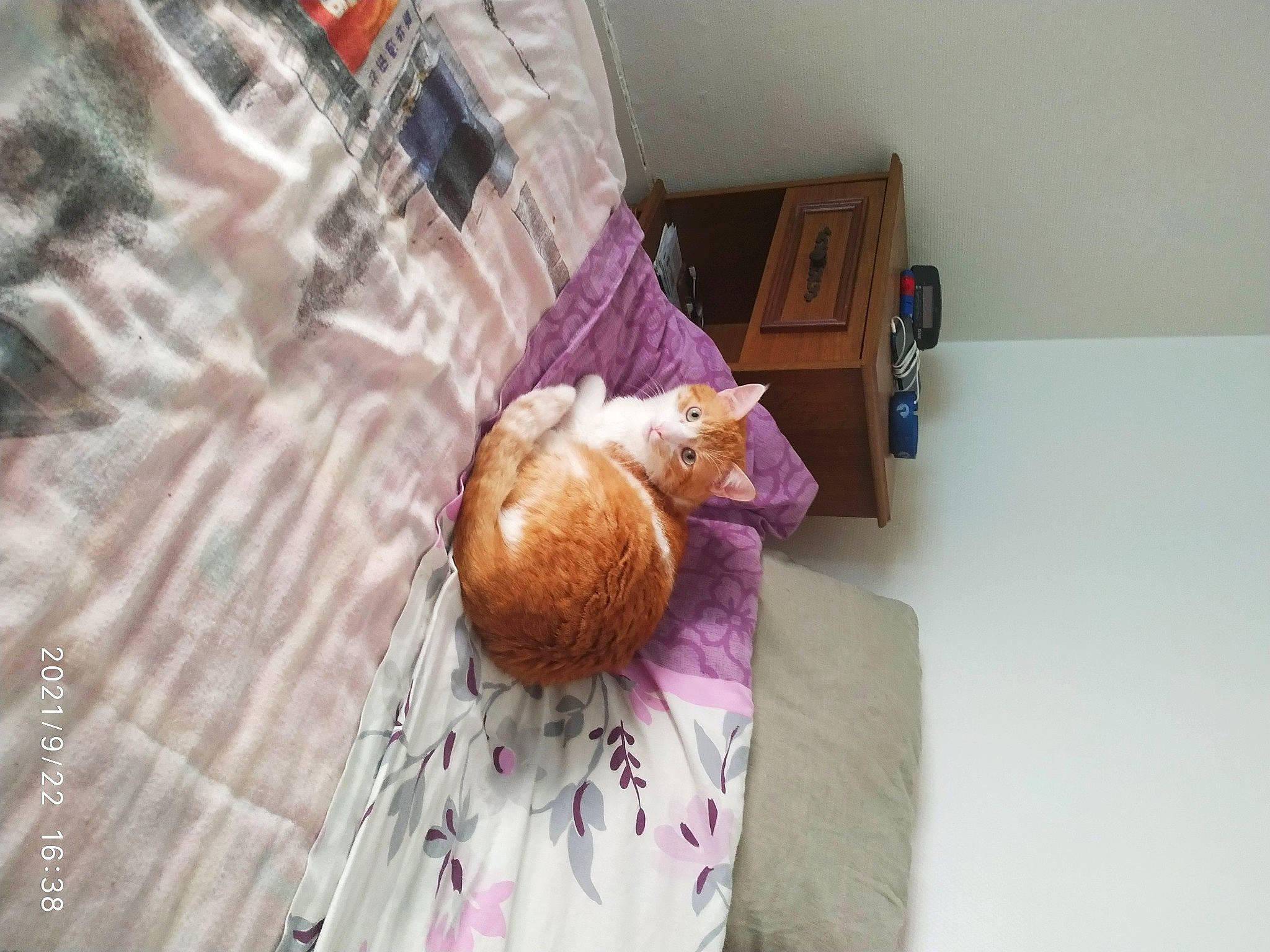 Narko participe au concours pour gagner de l'argent avec cette photo : bed, bed_frame, bed_sheet, bedding, bedroom, chest_of_drawers, comfort, fawn, felidae, fur, hardwood, linens, purple, room, shelf, small_to_medium_sized_cats, stuffed_toy, teddy_bear, toy, wood