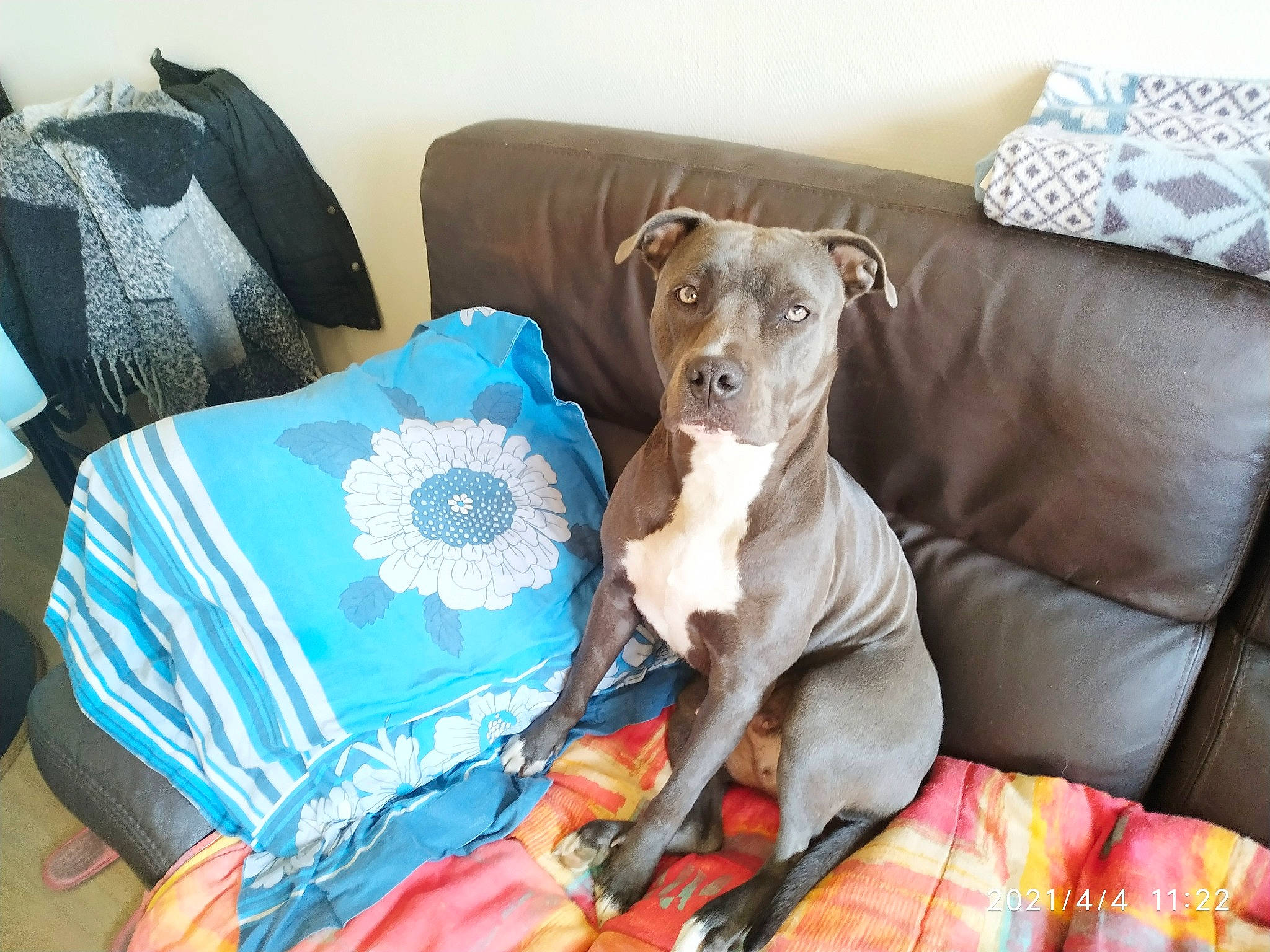Phreya participe au concours pour gagner de l'argent avec cette photo : canidae, carnivore, collar, comfort, companion_dog, couch, dog, dog_breed, dog_collar, dog_supply, fawn, furniture, linens, liver, pet_supply, pillow, sporting_group, throw_pillow, toy_dog, working_animal