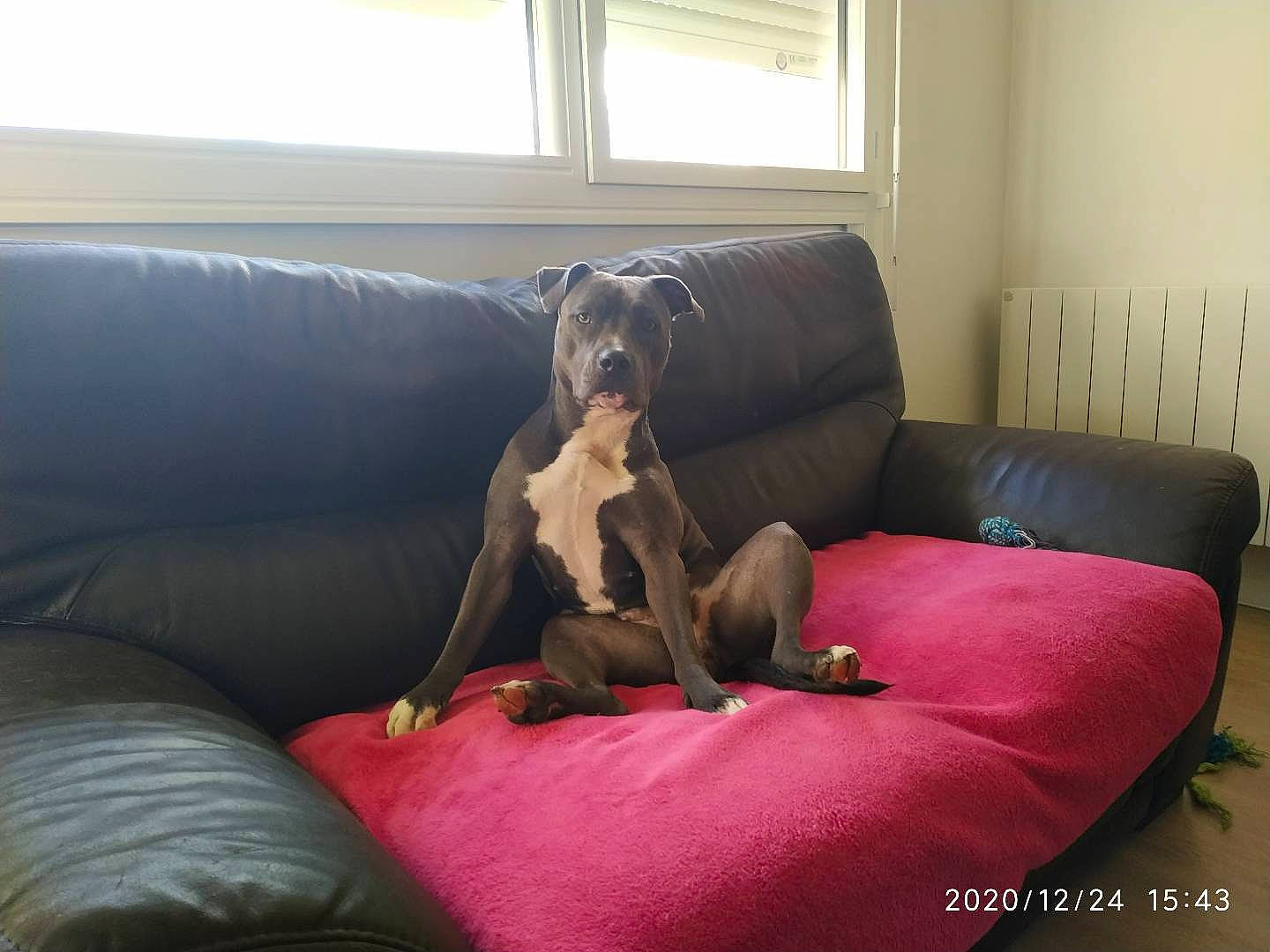 Phreya participe au concours pour gagner de l'argent avec cette photo : canidae, carnivore, comfort, companion_dog, couch, dog, dog_breed, fawn, floor, flooring, furniture, hardwood, living_room, room, sofa_bed, sporting_group, studio_couch, window, wood, working_animal