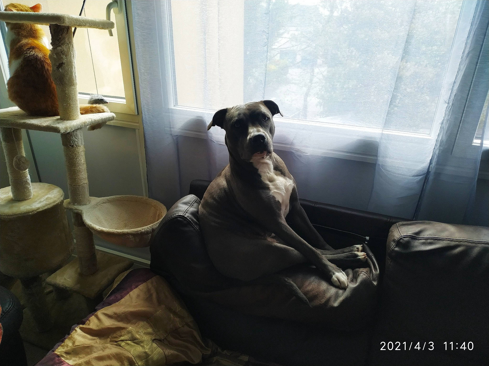 Phreya a rejoint le concours — aidez-le/la à gagner de superbes lots ! canidae, carnivore, comfort, companion_dog, dog, dog_breed, fawn, flooring, guard_dog, hardwood, linens, room, sitting, sporting_group, terrestrial_animal, toy_dog, whiskers, window, wood, working_animal