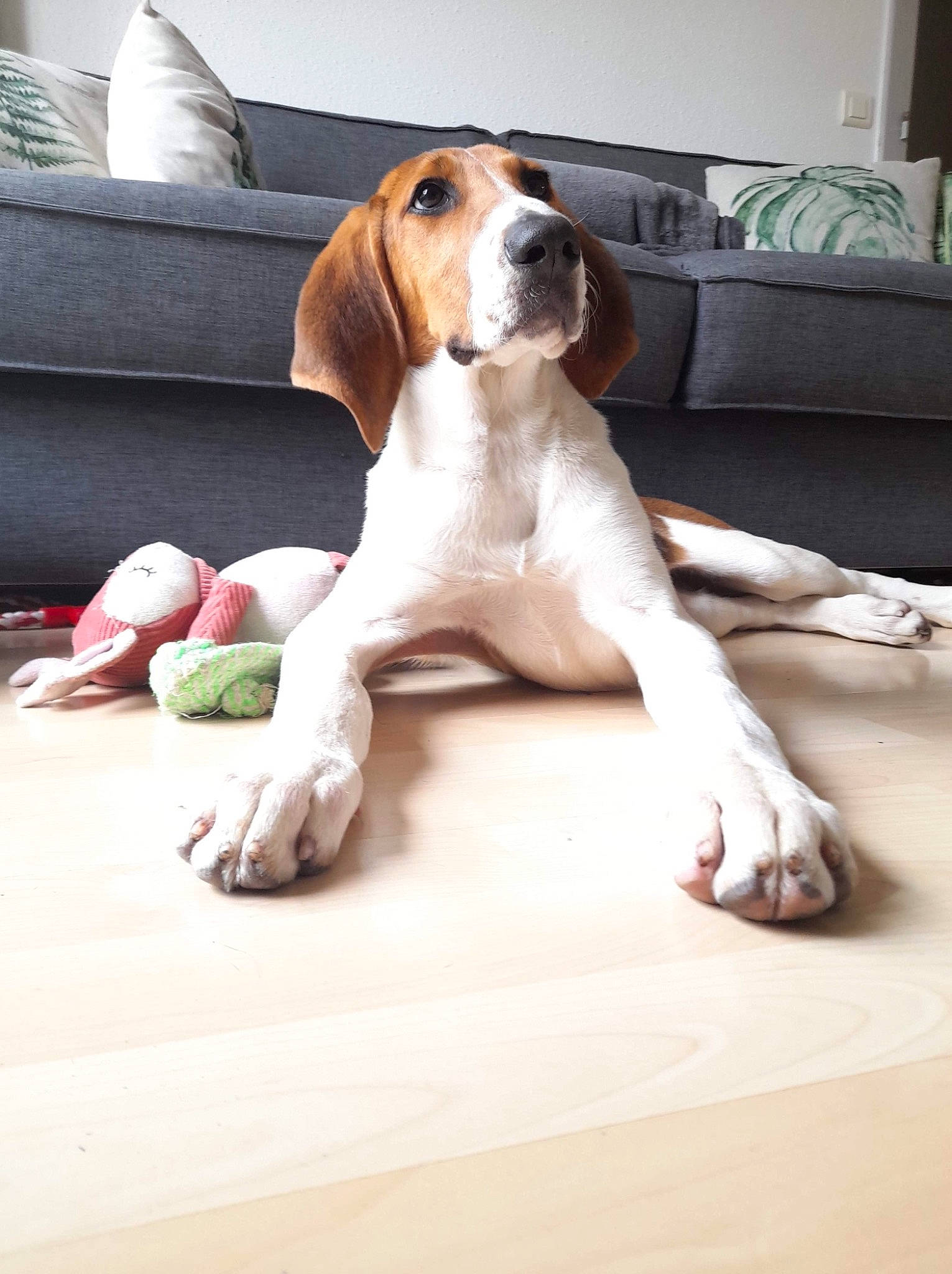 Ruby participe au concours pour gagner de l'argent avec cette photo : basset_hound, carnivore, comfort, companion_dog, couch, dog, dog_breed, fawn, flooring, hardwood, hound, liver, pet_supply, scent_hound, sofa_bed, sporting_group, studio_couch, tennis_ball, wood, working_animal