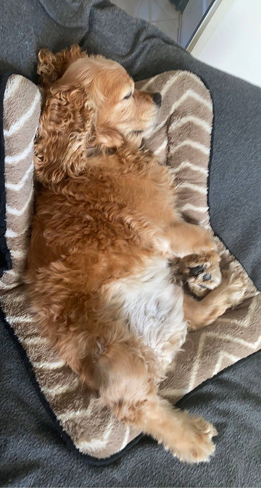 Guess a rejoint le concours — aidez-le/la à gagner de superbes lots ! canidae, carnivore, cat, claw, comfort, companion_dog, dog_breed, fawn, felidae, flooring, fur, liver, nap, paw, small_to_medium_sized_cats, snout, sporting_group, tail, terrestrial_animal, whiskers