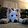 Krypto