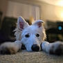 dog, white_dog, lying_down, carpet, indoor, pet, close_up, ears, nose, fur, animal, cute, relaxed, home, living_room, blurred_background, soft_lighting, portrait, canine, friendly
