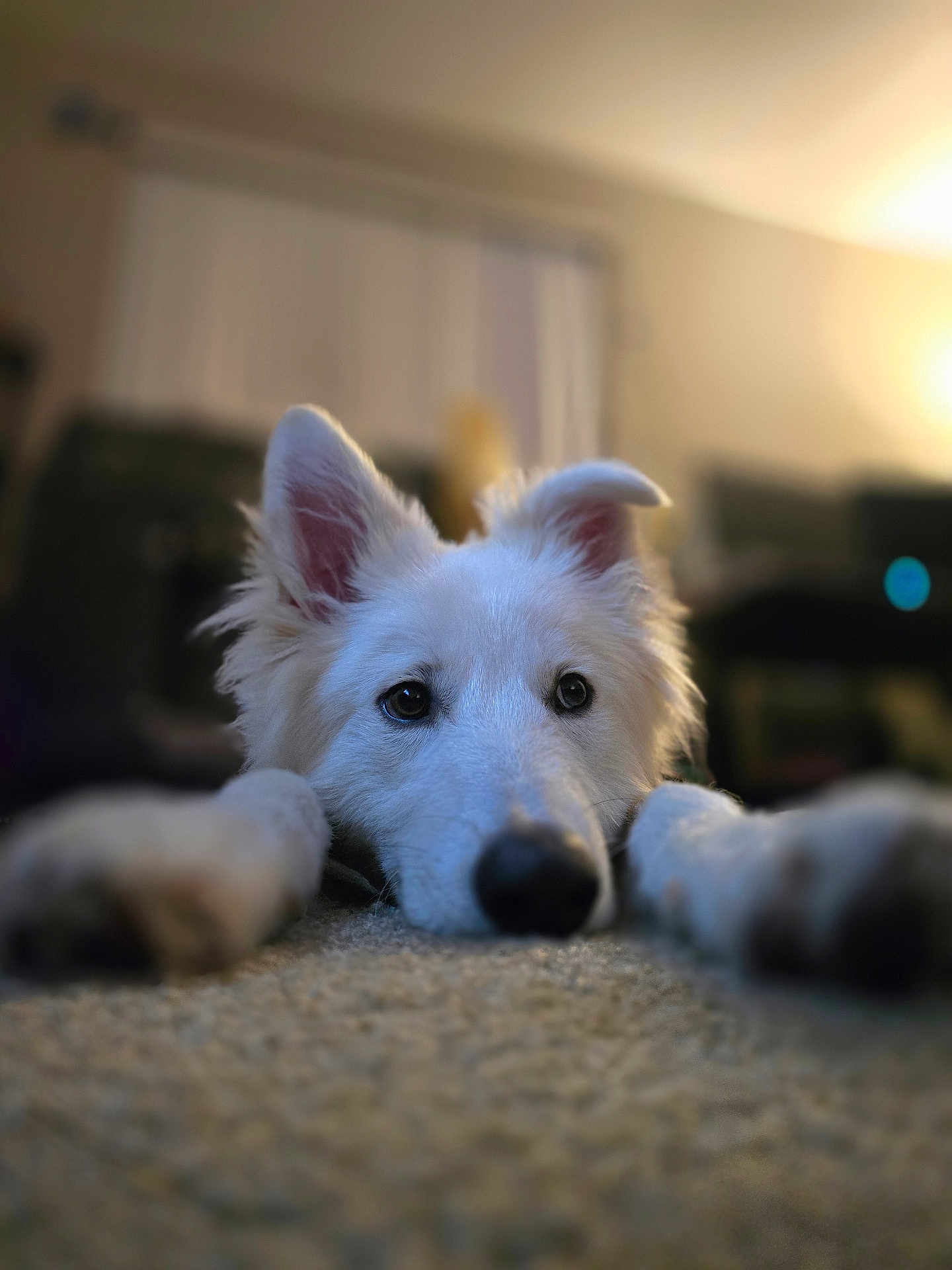 Krypto