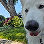 Krypto joined the competition — help win amazing prizes! dog, white_dog, close_up, outdoor, garden, grass, tree, bushes, sky, collar, tag, superman_logo, sidewalk, sunny, nature, pet, fur, tongue, daytime, leash