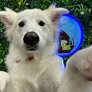 Krypto is registered to the contest to win money with this photo: dog, white_dog, close_up, pet, fur, animal, paw, nose, ears, collar, greenery, plants, background, indoor, cute, curious, portrait, face, canine, selfie