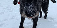 Kesha joined the competition — help win amazing prizes! dog, black_dog, snow, snowflakes, outdoor, pet, animal, fur, playful, winter, backyard, fence, curious, canine, paw_prints, cold, nature, portrait, daylight, standing