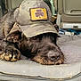 dog, black_dog, hat, camo_hat, clover_patch, vehicle_interior, car_seat, blanket, relaxed, sleepy, paw, fur, nose, ear, closeup, pet, animal, resting, indoors, transport