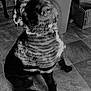 dog, black_dog, indoor, tile_floor, scruffy, pet, curious, sitting, floor, collar, beard, shadow, white_patch, trash_bin, storage_box, animal, companion, looking_up, fur, household