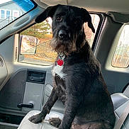 Kesha joined the competition — help win amazing prizes! dog, pet, animal, car_interior, front_seat, window, suburban, fur, collar, tag, black_dog, white_patch, sitting, looking, curious, daylight, vehicle, roadside, ears, canine