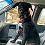 dog, pet, animal, car_interior, front_seat, window, suburban, fur, collar, tag, black_dog, white_patch, sitting, looking, curious, daylight, vehicle, roadside, ears, canine
