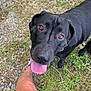 dog, black_dog, tongue_out, happy, outdoor, grass, gravel, person_leg, denim_shorts, brown_eyes, pet, canine, looking_up, nature, summer, friendly, animal, close_up, playful, companion