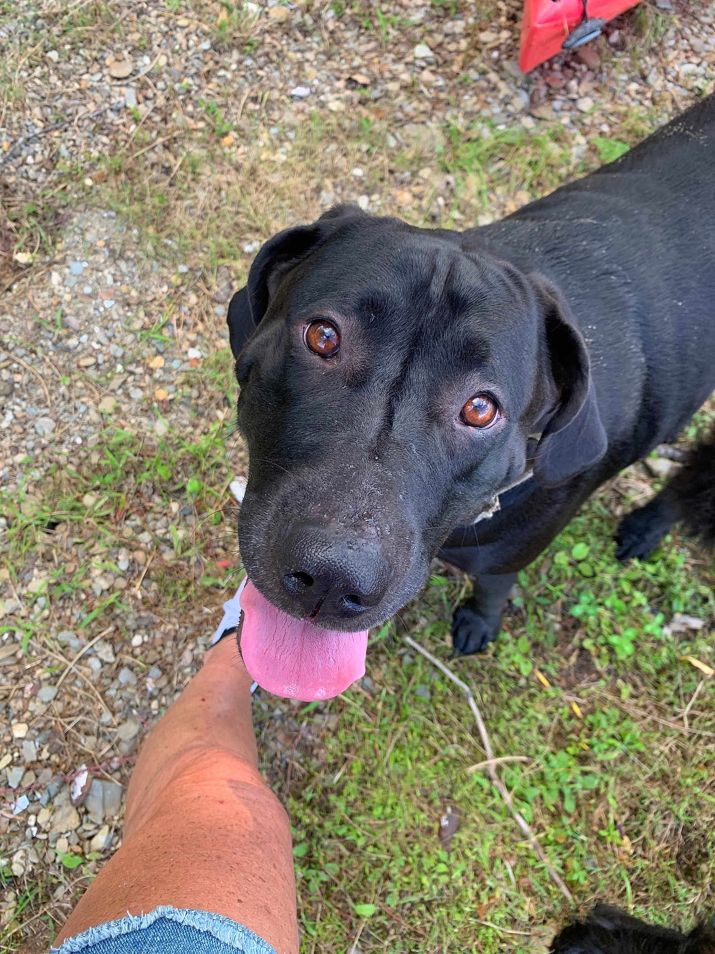 Harley is registered to the contest to win money with this photo: dog, black_dog, tongue_out, happy, outdoor, grass, gravel, person_leg, denim_shorts, brown_eyes, pet, canine, looking_up, nature, summer, friendly, animal, close_up, playful, companion