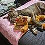 dog, sleeping, bed, pink_quilt, stuffed_animal, plush_toy, indoor, furniture, dresser, blanket, cozy, relaxed, paw, resting, brown_dog, bedroom, comfort, nap, quiet, soft_lighting