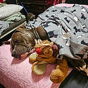 Knucklehead joined the competition — help win amazing prizes! dog, blanket, plush_toy, bed, pink_bedspread, sleeping, indoor, furniture, quilted, stuffed_animal, brown_dog, cozy, resting, decor, red_lights, wooden_drawer, leisure, pet, domestic, relaxation