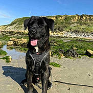 Onyx a rejoint le concours — aidez-le/la à gagner de superbes lots ! animal, beach, black_dog, blue_sky, canine, daytime, dog, happy, harness, landscape, moss, nature, outdoor, pet, rocks, sand, sitting, sunny, tongue_out, water