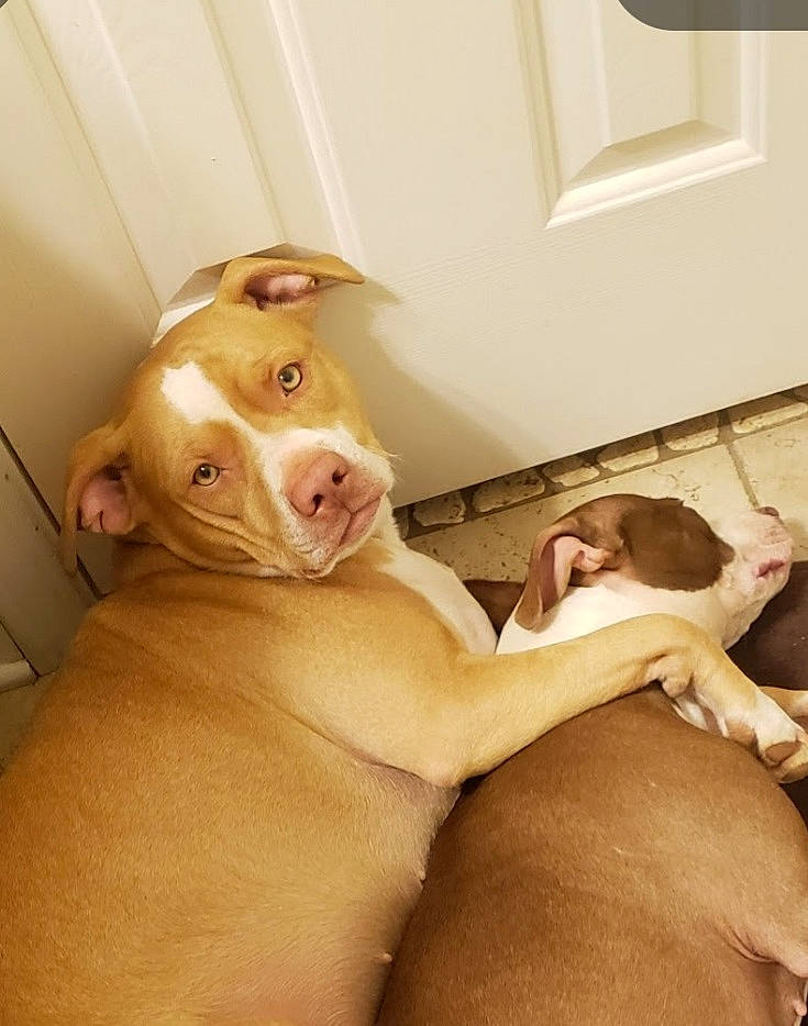 Punky is registered to the contest to win money with this photo: abdomen, carnivore, chest, comfort, companion_dog, dog, dog_breed, ear, eye, fawn, gesture, human_body, jaw, liver, neck, snout, thigh, trunk, whiskers, working_animal