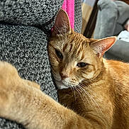 Lucifer is registered to the contest to win money with this photo: cat, ginger_cat, orange_tabby, pet, close_up, relaxed, sofa, couch, whiskers, ear, paw, fur, indoor, nap, home, texture, cozy, portrait, sleepy, furniture