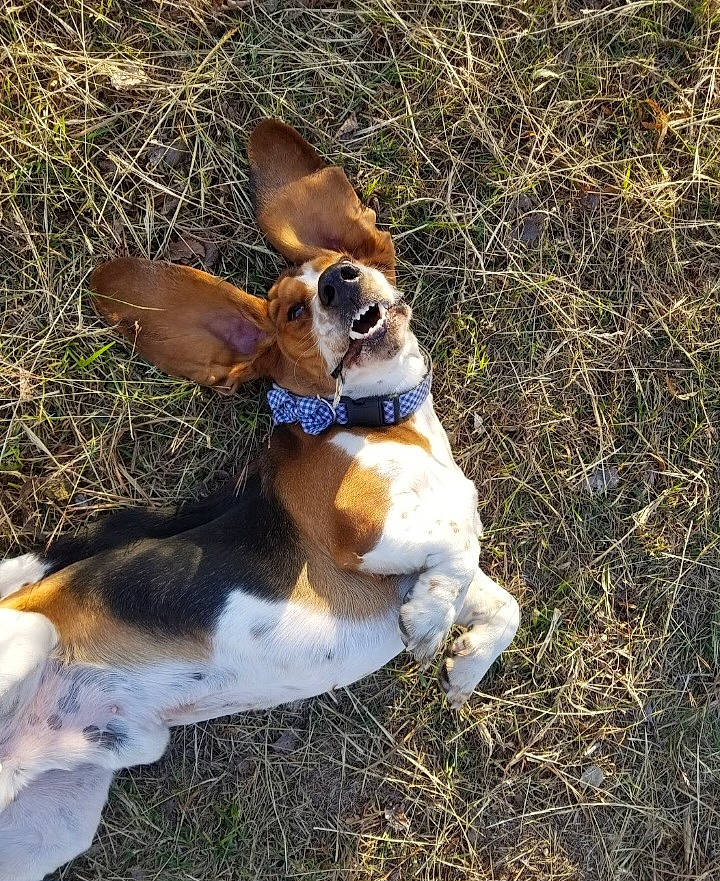 River is registered to the contest to win money with this photo: canidae, carnivore, companion_dog, dog, dog_breed, dog_supply, fawn, grass, hound, paw, plant, scent_hound, snout, soil, sporting_group, tail, terrestrial_animal, terrier, whiskers, wood