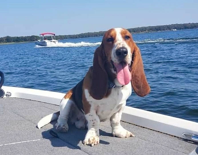 River joined the competition — help win amazing prizes! boat, canidae, carnivore, collar, companion_dog, dog, dog_breed, dog_supply, hound, lake, leisure, naval_architecture, recreation, scent_hound, sky, snout, sporting_group, vehicle, water, watercraft