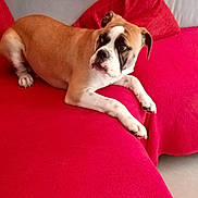 Balto participe au concours pour gagner de l'argent avec cette photo : bulldog, dog, puppy, pet, animal, lying_down, couch, sofa, cushion, red, indoor, home, portrait, close_up, wrinkled_face, white_markings, brown_coat, floppy_ears, paws, relaxed