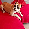 bulldog, dog, puppy, pet, animal, lying_down, couch, sofa, cushion, red, indoor, home, portrait, close_up, wrinkled_face, white_markings, brown_coat, floppy_ears, paws, relaxed