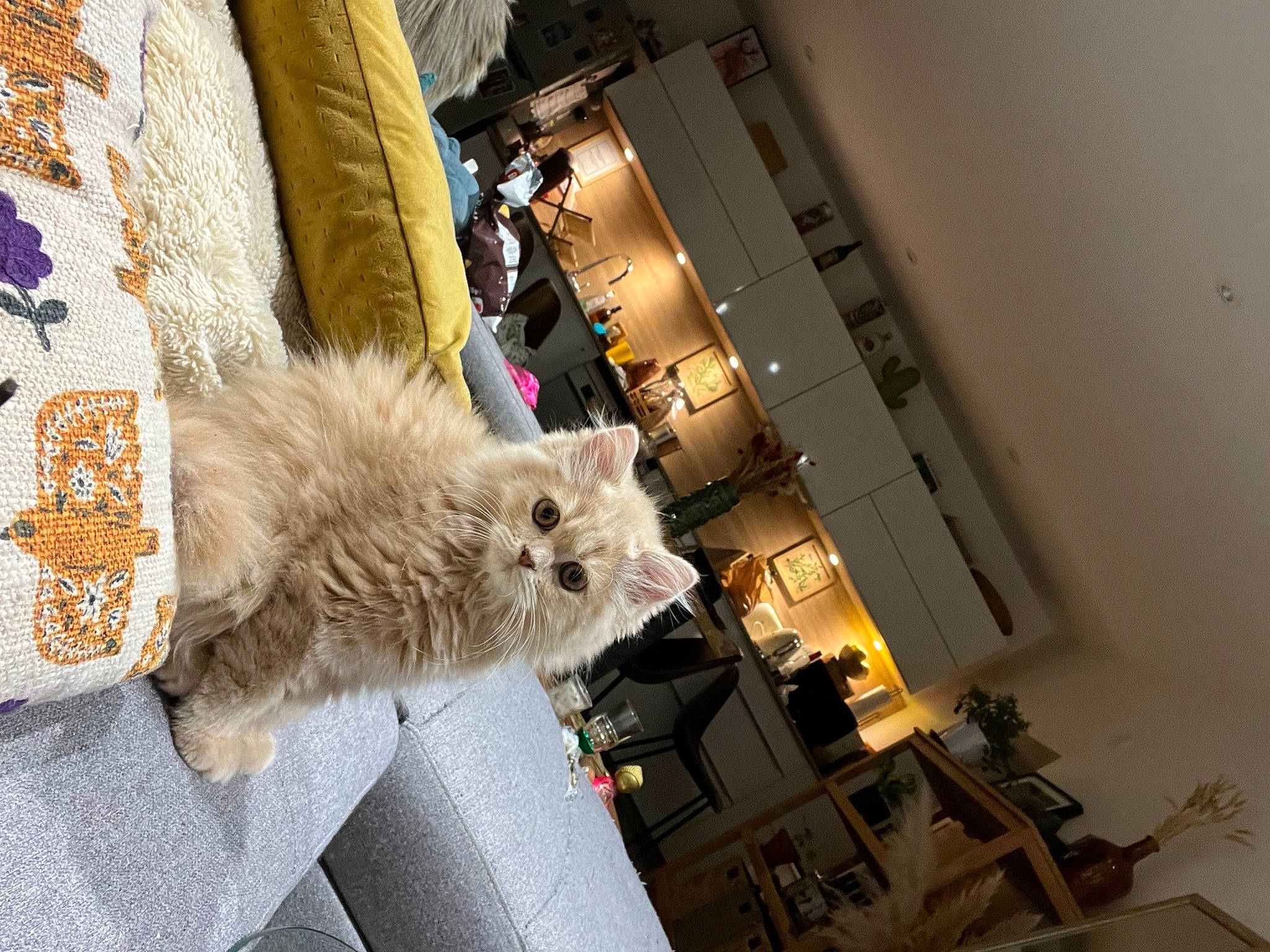 Ullock participe au concours pour gagner de l'argent avec cette photo : british_longhair, carnivore, cat, ceiling, chair, claw, comfort, companion_dog, domestic_short_haired_cat, fashion_design, fawn, felidae, flooring, fur, room, small_to_medium_sized_cats, tail, whiskers, window, wood